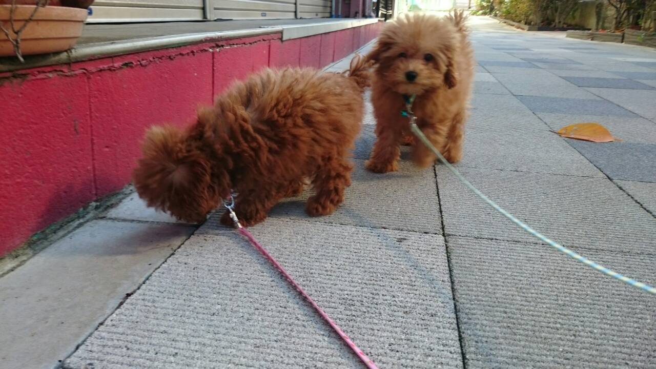 トイプードルの子犬初めてのお散歩。 UG DOGS アトラスタワー中目黒店 店長日誌