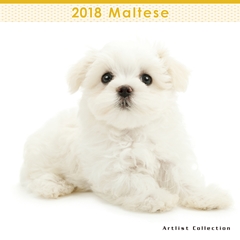 2018年ミニカレンダー マルチーズ