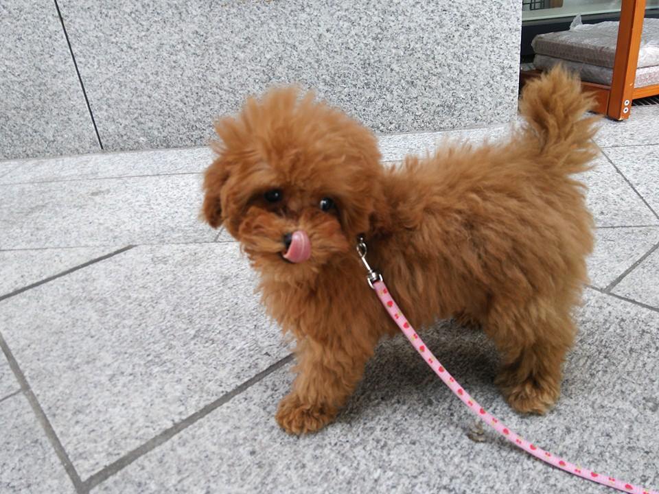トイプードルの子犬、お散歩の練習開始!! 数日中に歩けるようになると思います(^^)v UG DOGS アトラス