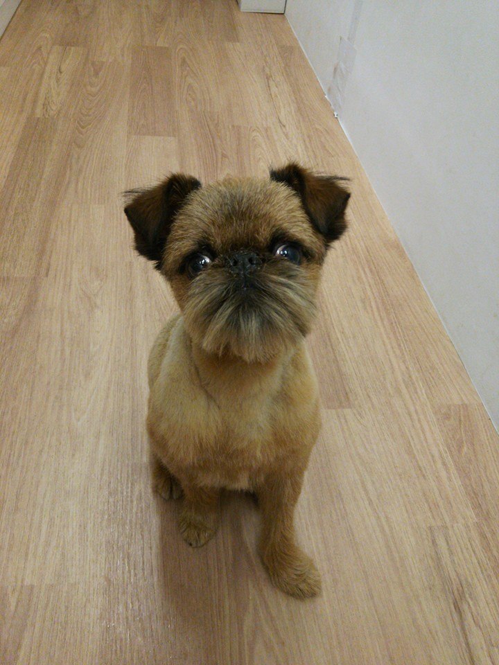Image result for 犬 Brussels Griffon 美しい