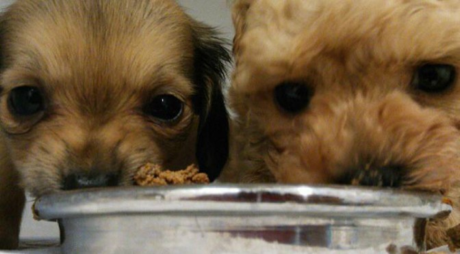 子犬が急にフードを食べなくなるとき 考えられる意外な一つの要因 Ug Dogs アトラスタワー中目黒店 店長日誌