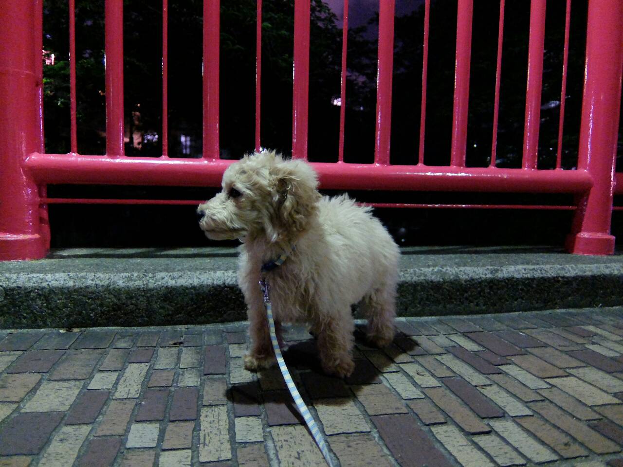 トイプードルの子犬、4ヶ月。しつけは月齢が早いほど効果的です。 UG DOGS アトラスタワー中目黒店 店長日誌