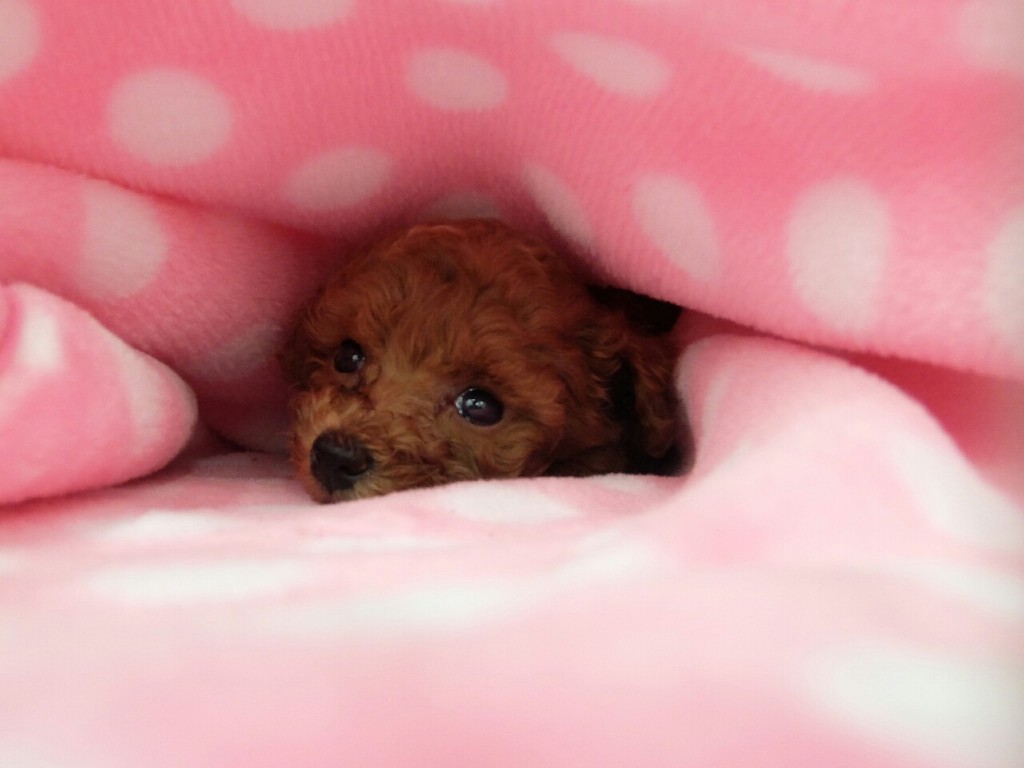 子犬を飼うことは 可愛い だけではなく 覚悟 が必要です Ug Dogs アトラスタワー中目黒店 店長日誌