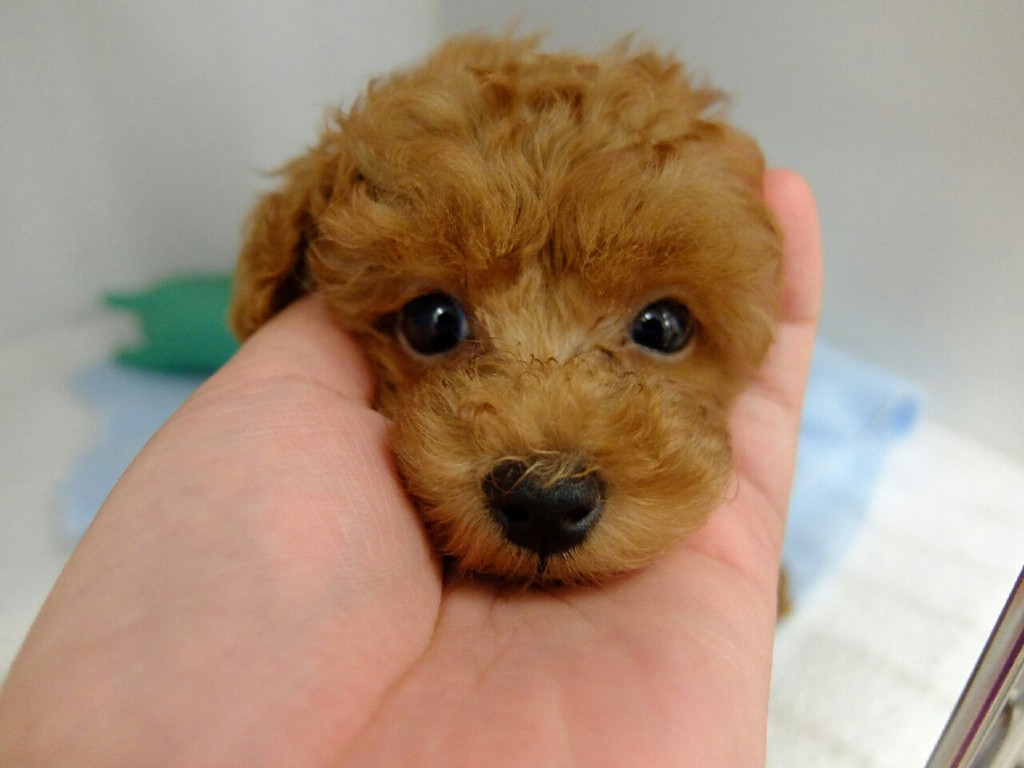 子犬を飼うことは 可愛い だけではなく 覚悟 が必要です Ug Dogs アトラスタワー中目黒店 店長日誌