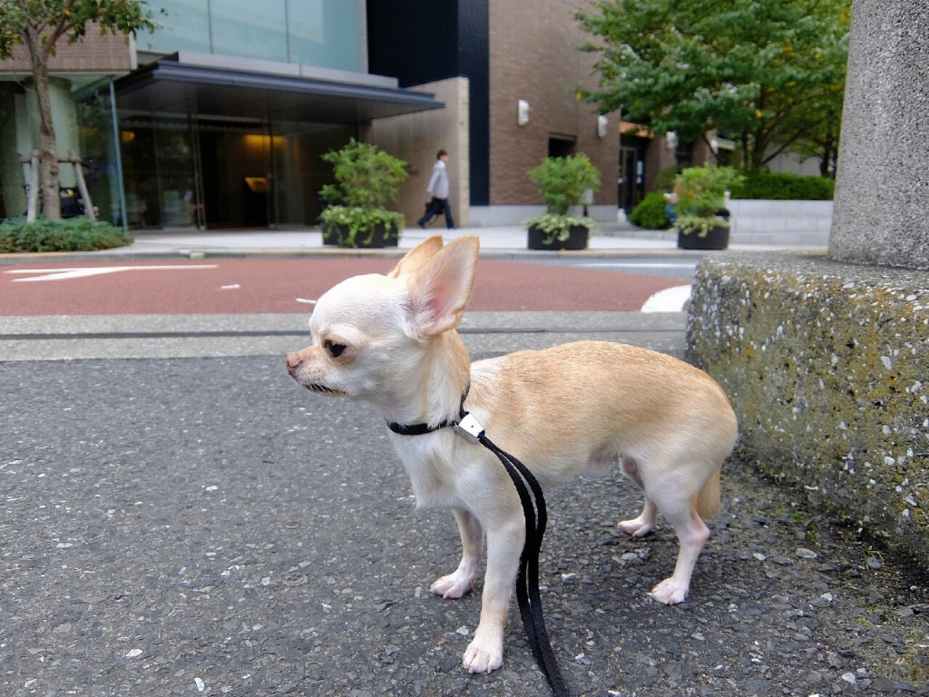 人も犬も散歩もダメ チワワのしつけは難しい Ug Dogs アトラスタワー中目黒店 店長日誌