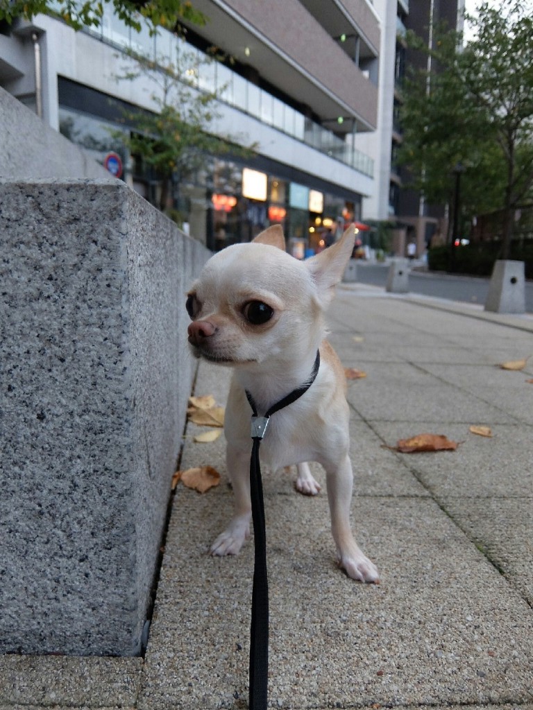 人も犬も散歩もダメ チワワのしつけは難しい Ug Dogs アトラスタワー中目黒店 店長日誌