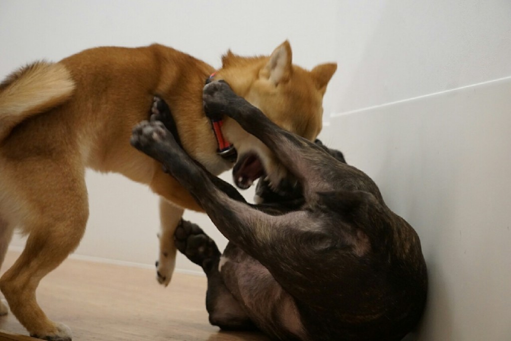 甘噛みと、顔を触ると噛む、6ヶ月の柴犬子犬合宿。 UG DOGS アトラスタワー中目黒店 店長日誌