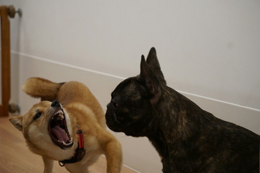 甘噛みと、顔を触ると噛む、6ヶ月の柴犬子犬合宿。 UG DOGS アトラスタワー中目黒店 店長日誌