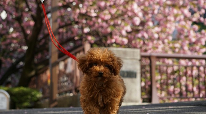 トイプードルの子犬が４ヶ月で卒業しました Ug Dogs アトラスタワー中目黒店 店長日誌