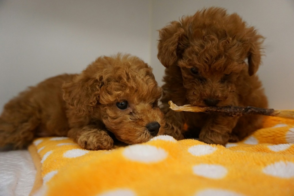 トイプードルの子犬が４ヶ月で卒業しました Ug Dogs アトラスタワー中目黒店 店長日誌