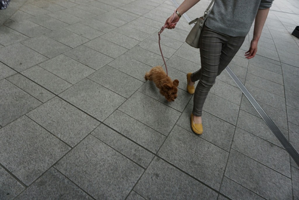 問題犬と決め付けられた4ヶ月のトイプードルの子犬のしつけ合宿 Ug Dogs アトラスタワー中目黒店 店長日誌