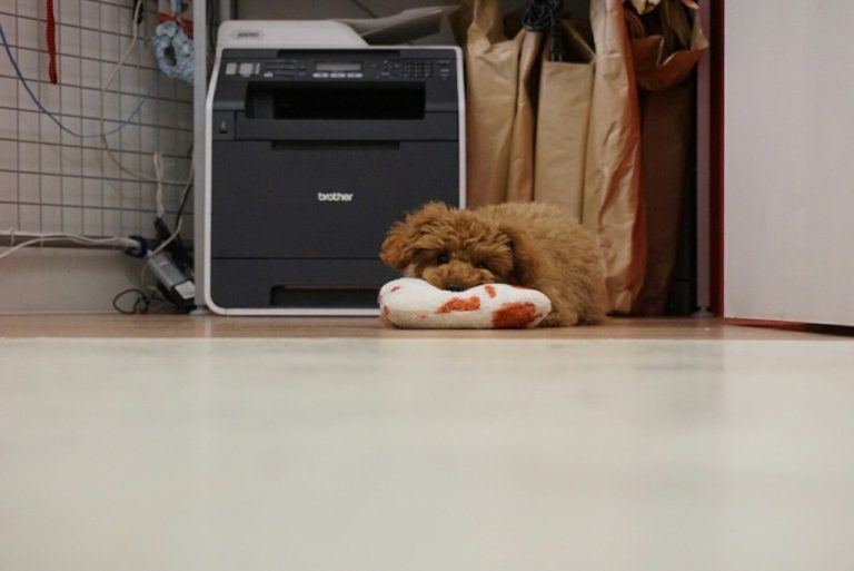 問題犬と決め付けられた4ヶ月のトイプードルの子犬のしつけ合宿。 UG DOGS アトラスタワー中目黒店 店長日誌