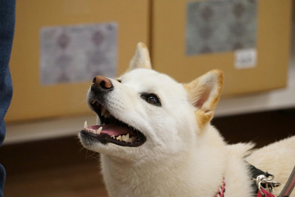 叱るしつけは犬をダメにするか ほぼ成犬の噛む柴犬 Ug Dogs アトラスタワー中目黒店 店長日誌