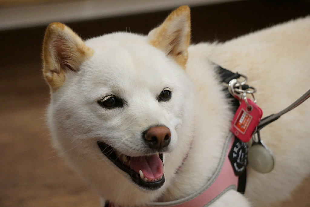 叱るしつけは犬をダメにするか ほぼ成犬の噛む柴犬 Ug Dogs アトラスタワー中目黒店 店長日誌