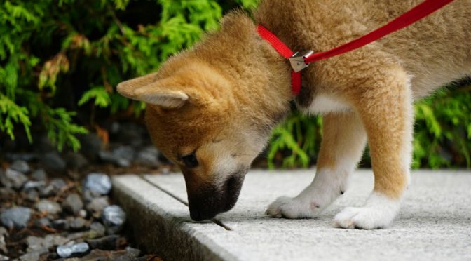 豆柴犬の子犬は小さくて飼いやすいか Ug Dogs アトラスタワー中目黒店 店長日誌