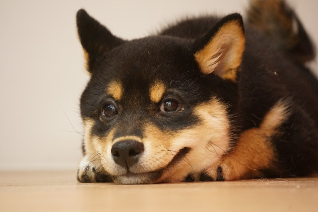 生後4か月の黒柴犬と豆柴の子犬が噛むようになった理由 Ug Dogs アトラスタワー中目黒店 店長日誌