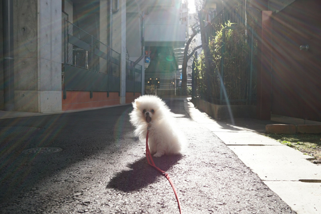 寝ずに吠えて暴れる白ポメの子犬の成長日記 Ug Dogs アトラスタワー中目黒店 店長日誌