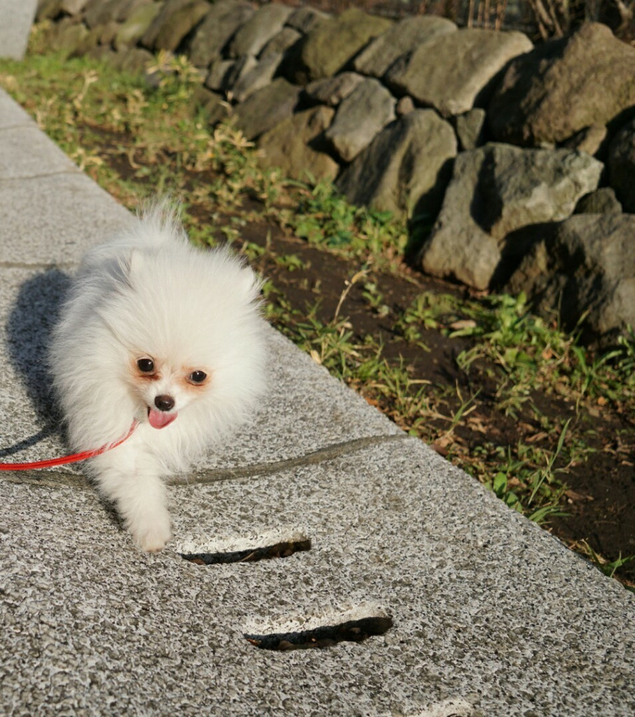 寝ずに吠えて暴れる白ポメの子犬の成長日記 Ug Dogs アトラスタワー中目黒店 店長日誌