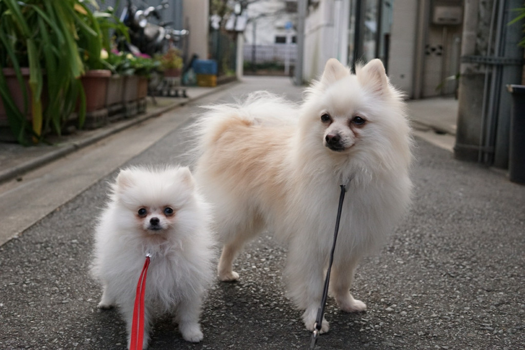 寝ずに吠えて暴れる白ポメの子犬の成長日記 Ug Dogs アトラスタワー中目黒店 店長日誌