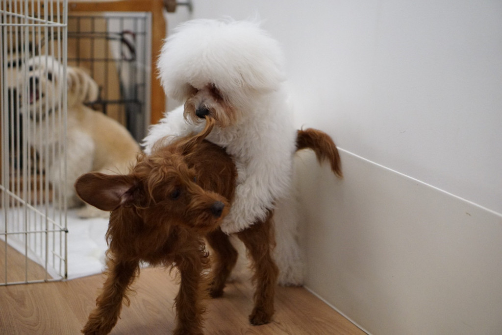 ビションフリーゼの子犬が卒業しました Ug Dogs アトラスタワー中目黒店 店長日誌