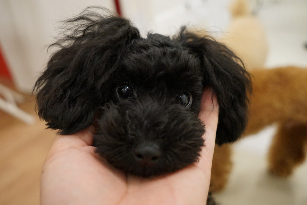 プードル 子犬 トイ トイプードルのマズルが可愛い！カワイイ顔の条件と子犬の選び方