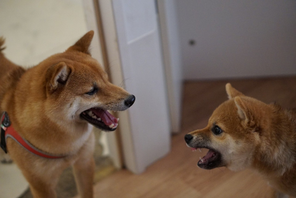 噛む 子犬 尻尾