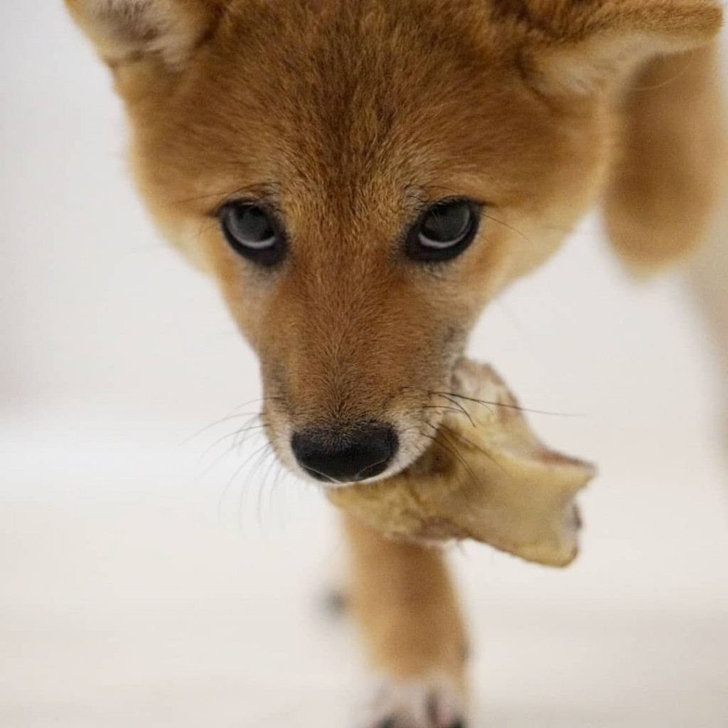 犬 が 自分 の 尻尾 を 噛む