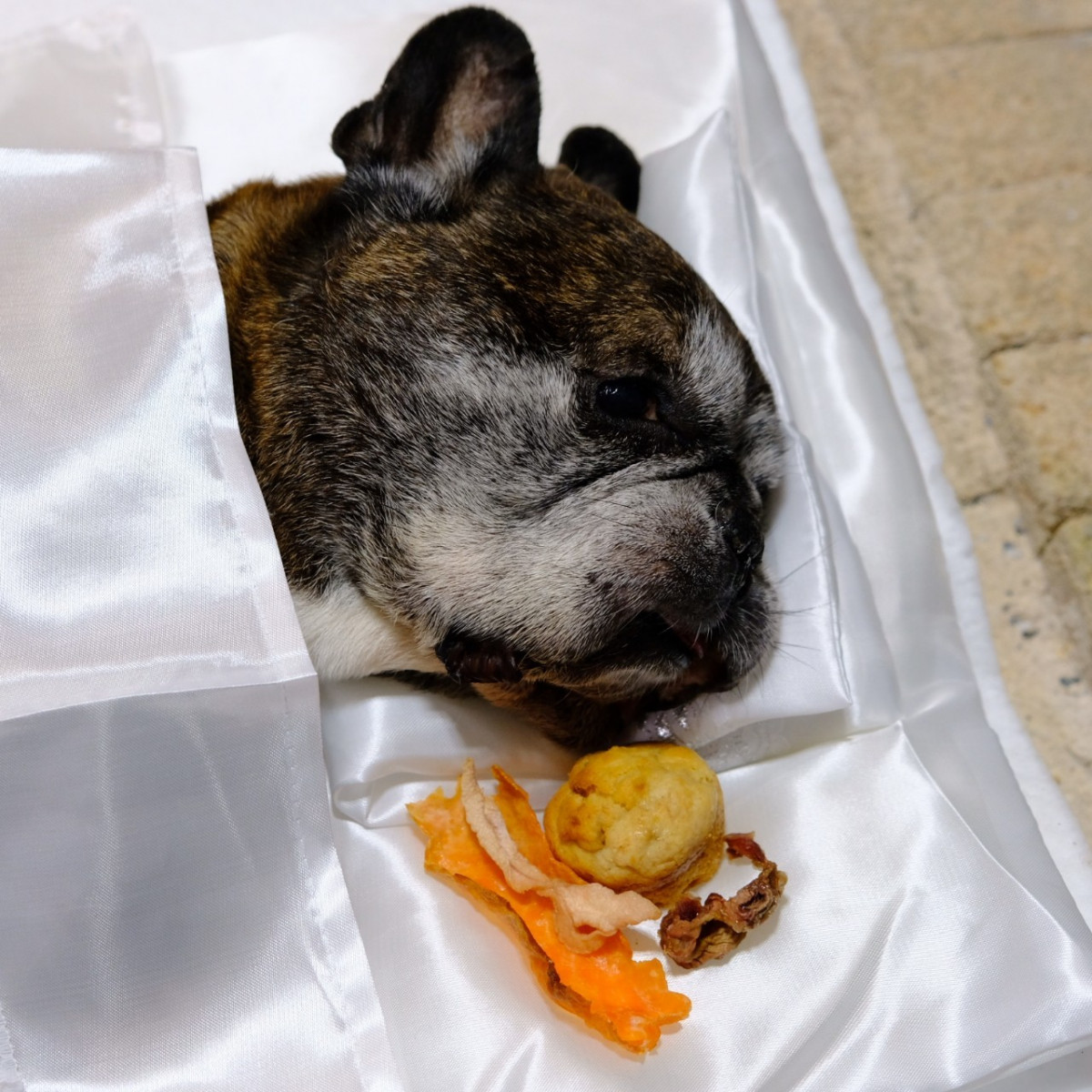 １１歳のフレンチブルドッグ 扁平上皮癌により死去 Ug Dogs アトラスタワー中目黒店 店長日誌