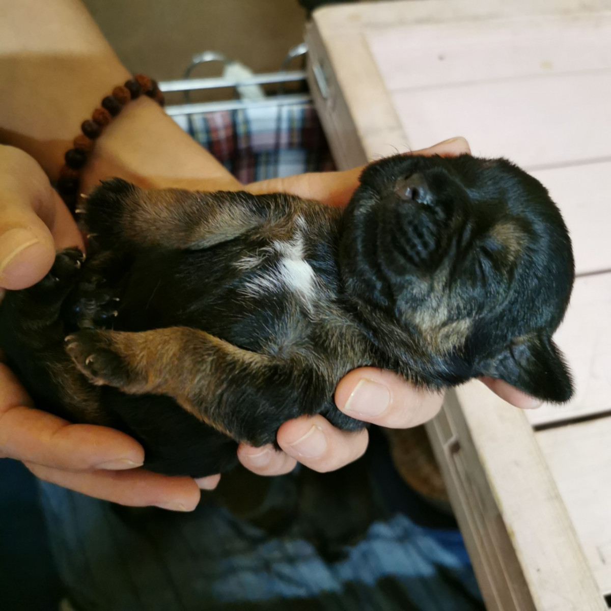 ジャックラッセルテリアの子犬が家族になった日。 UG DOGS アトラスタワー中目黒店 店長日誌