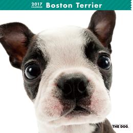THE DOG 2017年 カレンダー ボストンテリア