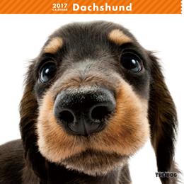 THE DOG 2017年 カレンダー ダックスフンド