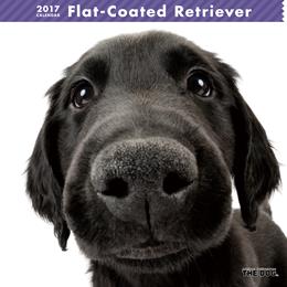 THE DOG 2017年 カレンダー フラットコーテッド・レトリーバー