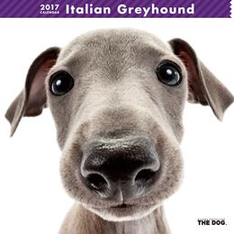 THE DOG 2017年 カレンダー イタリアン・グレーハウンド