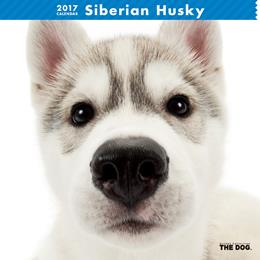 THE DOG 2017年 カレンダー シベリアン・ハスキー