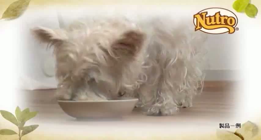 ニュートロ ナチュラルチョイス エイジングケア ラム&玄米 超小型犬-小型犬用 6kg動画1