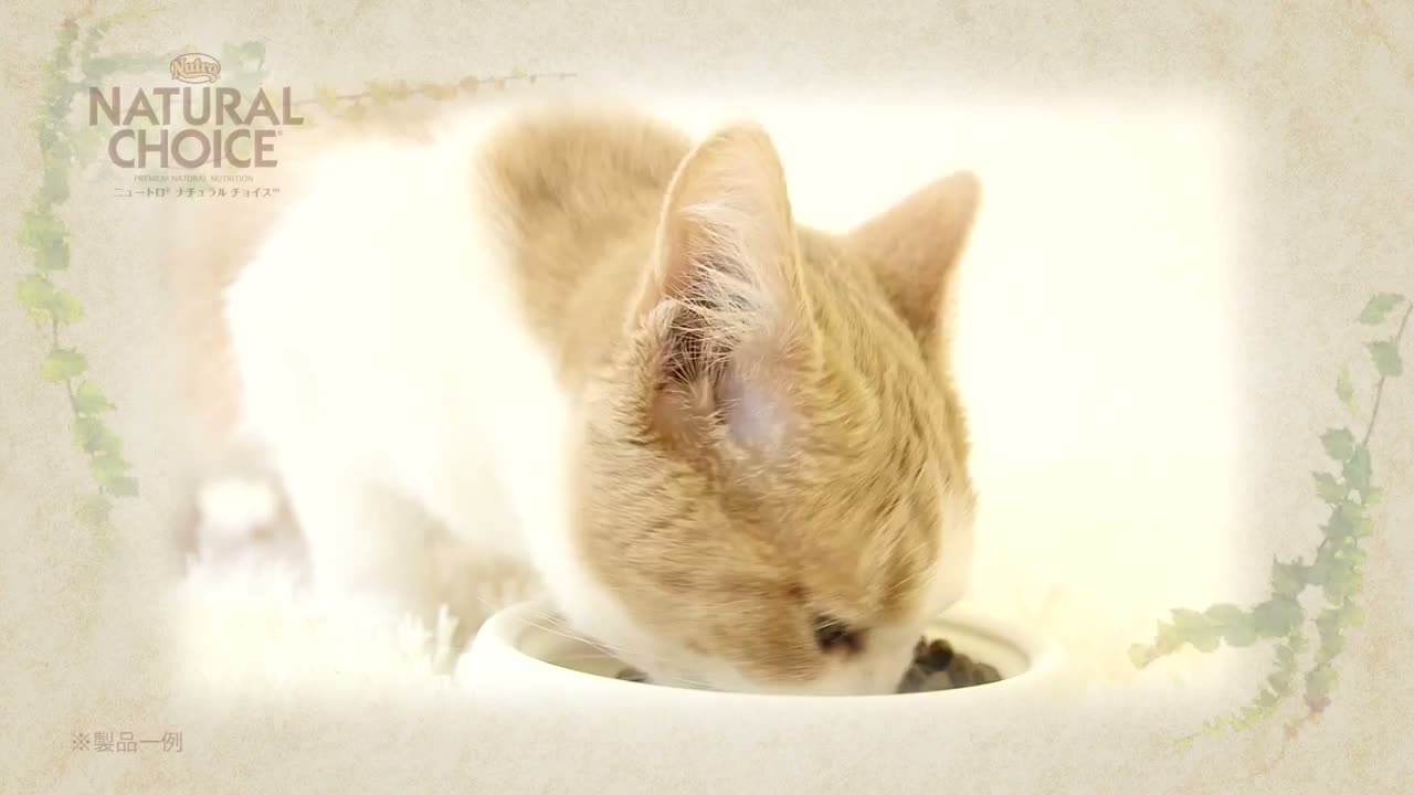 ニュートロ ナチュラルチョイス キャット 避妊・去勢猫用 アダルト 白身魚 サンプル動画1