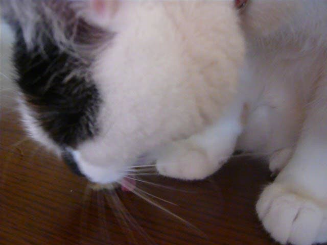 ジャパンアンカーズ 猫用歯磨きおやつ キャットリフレッシュ ムール貝 関節保護 30g動画1